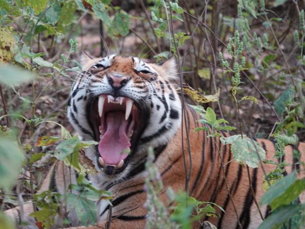 Tiger cycling safari in Kanha, India