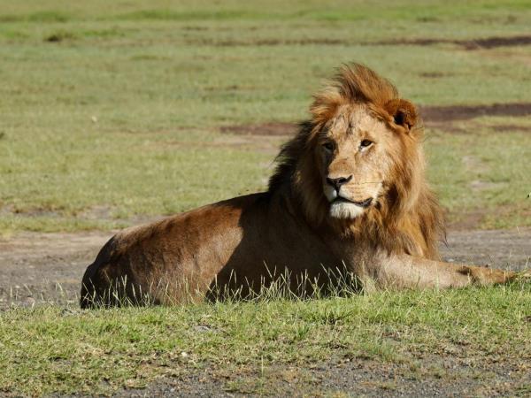 Kenya and Tanzania safari highlights, incl Zanzibar