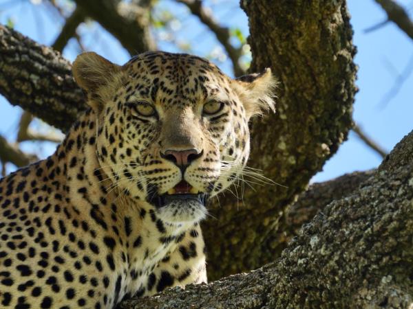 Kenya and Tanzania safari highlights, incl Zanzibar