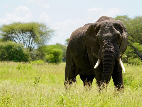 Kenya and Tanzania safari highlights, incl Zanzibar