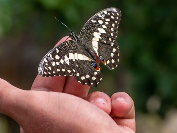 Family wildlife volunteering in South Africa