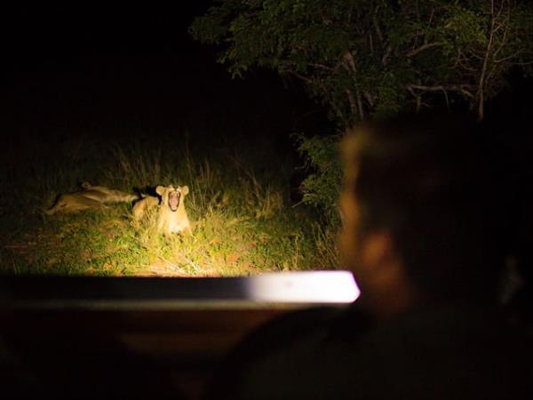 Tanzania vacation with Serengeti walking safari 