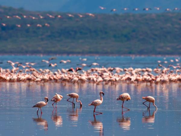 Kenya birding and wildlife vacation