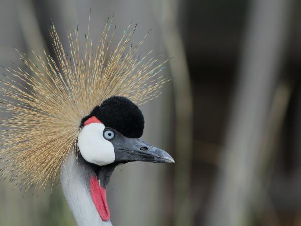 Kenya birding and wildlife vacation