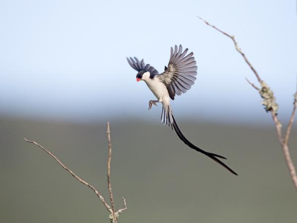 Kenya birding and wildlife vacation