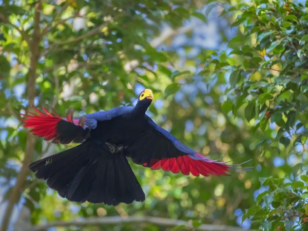 Kenya birding and wildlife vacation