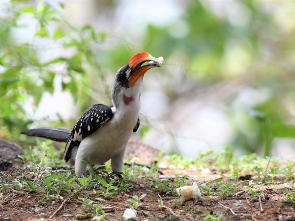 Kenya birding and wildlife vacation