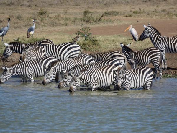 Kenya birding and wildlife vacation