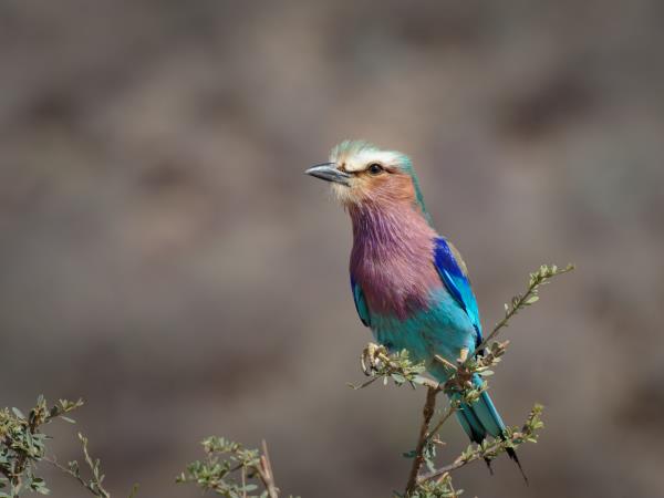 Kenya birding and wildlife vacation