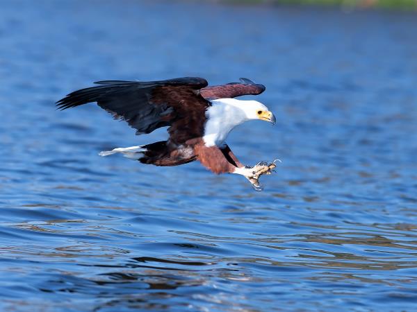 Kenya birding and wildlife vacation