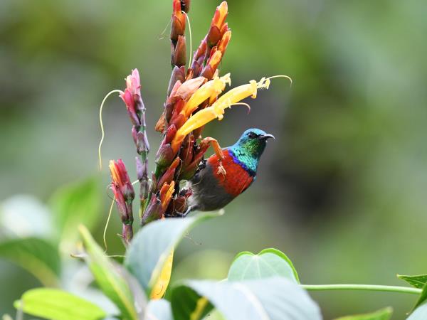 Kenya birding and wildlife vacation