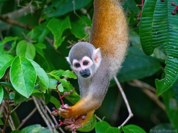 Amazon and Andes wildlife expedition in Ecuador