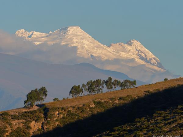 Amazon and Andes wildlife expedition in Ecuador