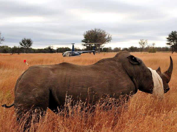 Rhino conservation project, South Africa