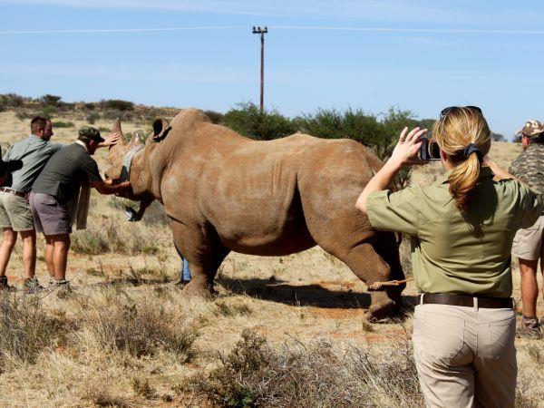 Rhino conservation project, South Africa