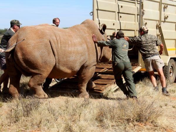 Rhino conservation project, South Africa