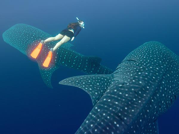 Raja Ampat cruise & Spice Islands