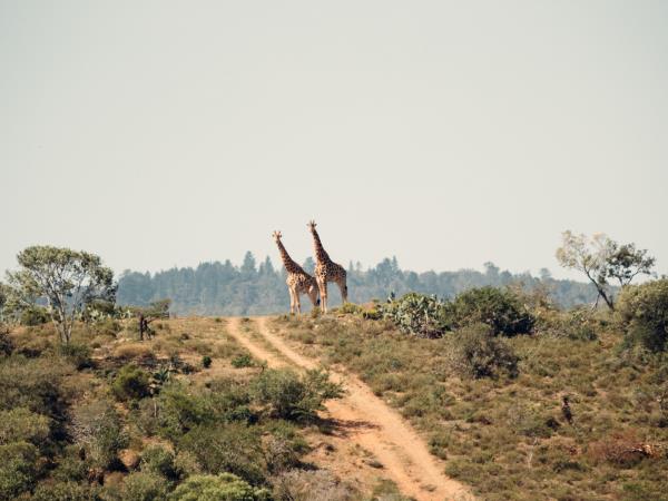 Lewa Safari Marathon, Kenya