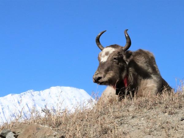 Mini Annapurna trekking vacation, Nepal 