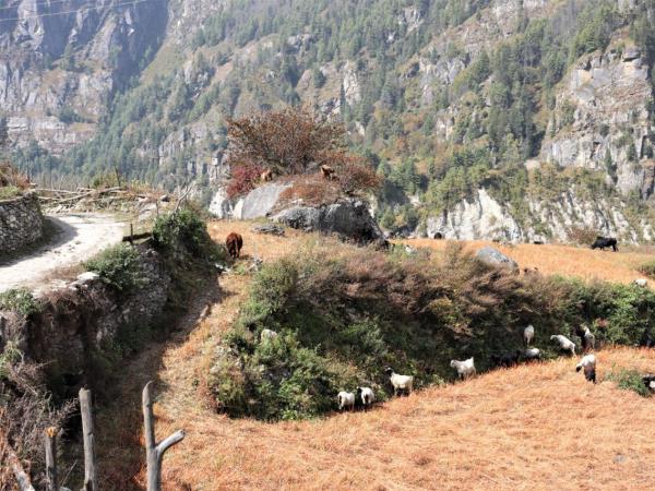 Mini Annapurna trekking vacation, Nepal 
