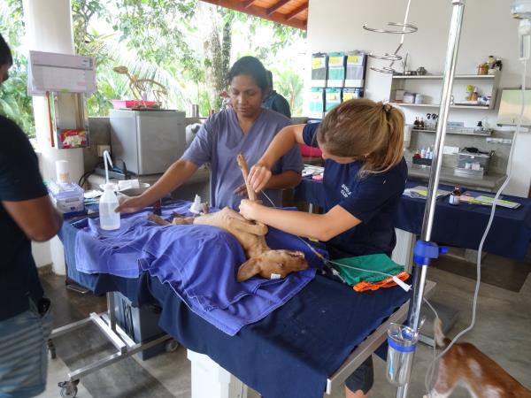 Sri Lanka dog shelter volunteering