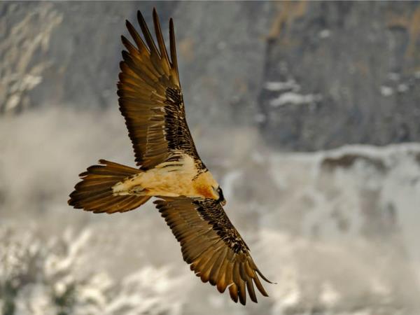 Wildlife and walking vacation in the Spanish Pyrenees
