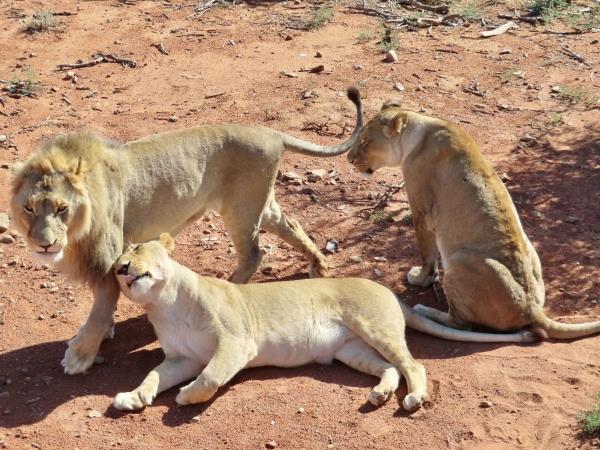 Wildlife conservation, South Africa