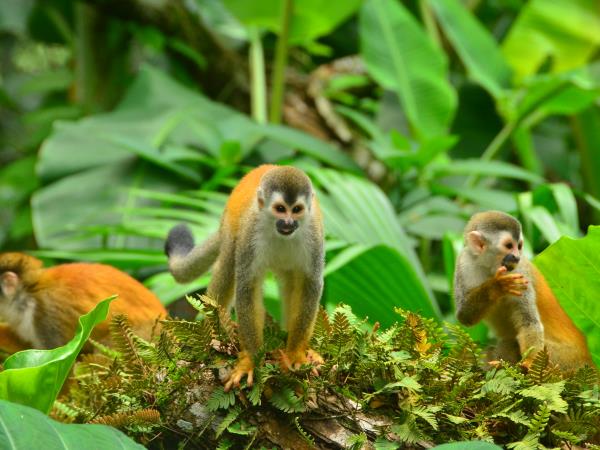 Costa Rica wildlife adventure holiday for families