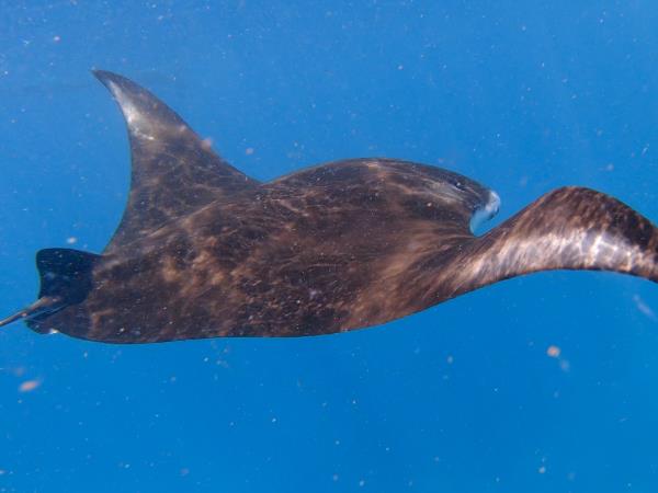 Family kayaking vacations in Indonesia, Komodo adventure