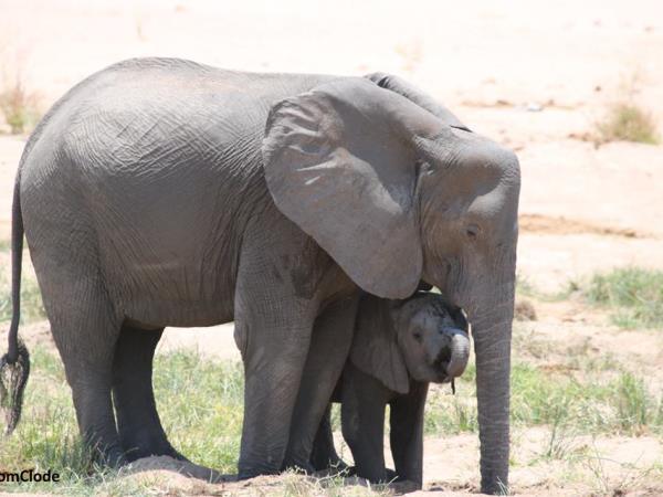 Tanzania family camping safari