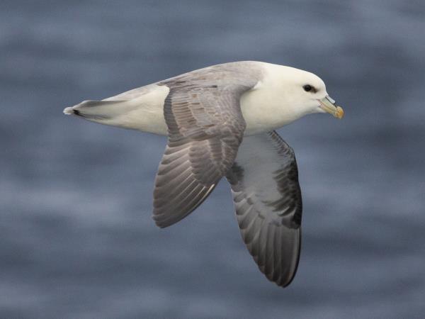 South & West Greenland cruise