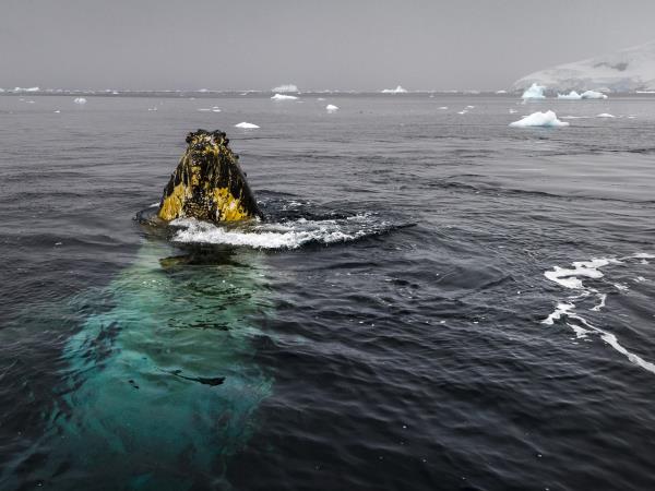 Antarctica semi-circumnavigation cruise