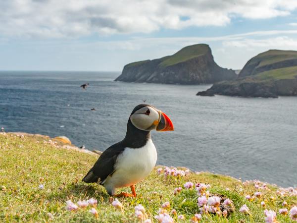 Orkney, Fair Isle & Shetland sailing vacation