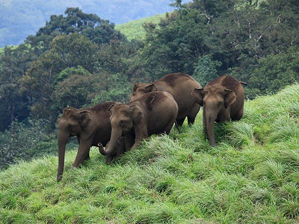 Kerala tailor made vacation, 11 days 