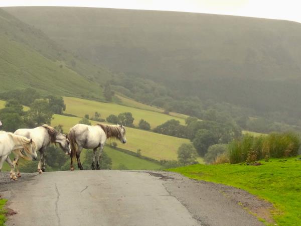 Brecon Beacons biking vacation, Wales