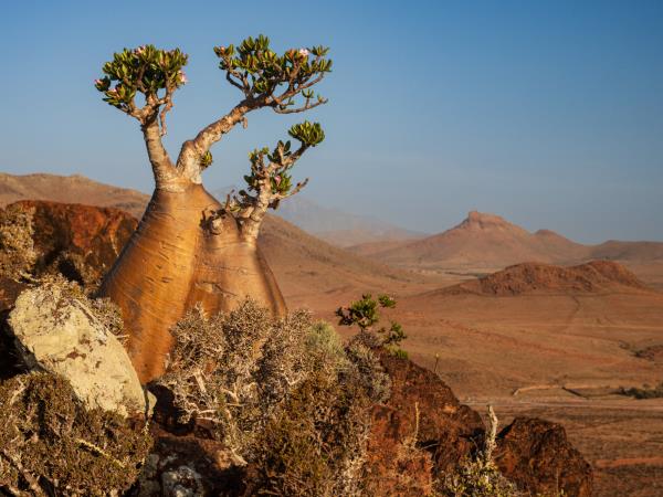 Socotra photography tour in Yemen