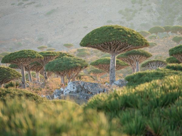 Socotra photography tour in Yemen