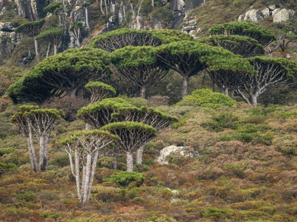 Socotra photography tour in Yemen