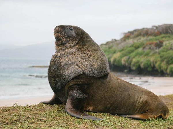 New Zealands Subantarctic Islands cruise