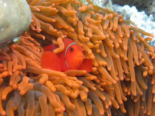2027 Melanesia expedition cruise