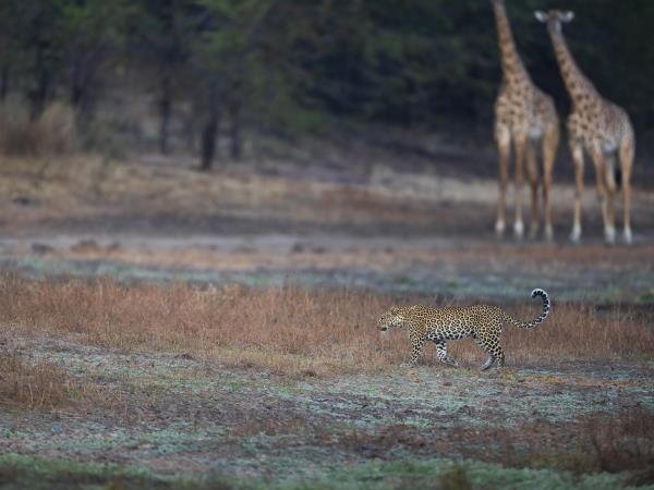 Zambia luxury safari