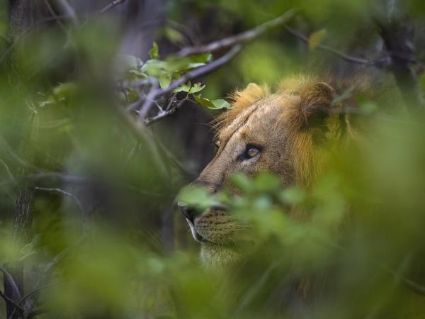 Zambia luxury safari