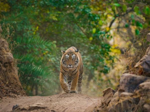 Best of India tour