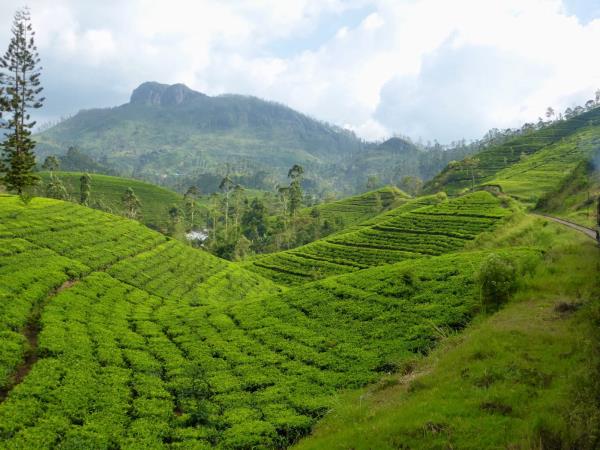Sri Lanka summer family vacation