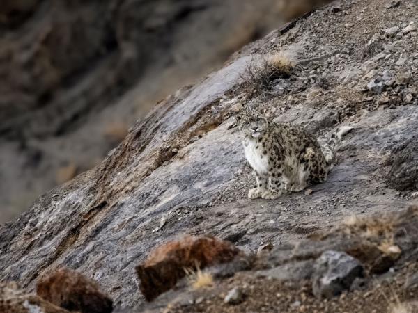 Snow leopards of Spiti trekking tour, India