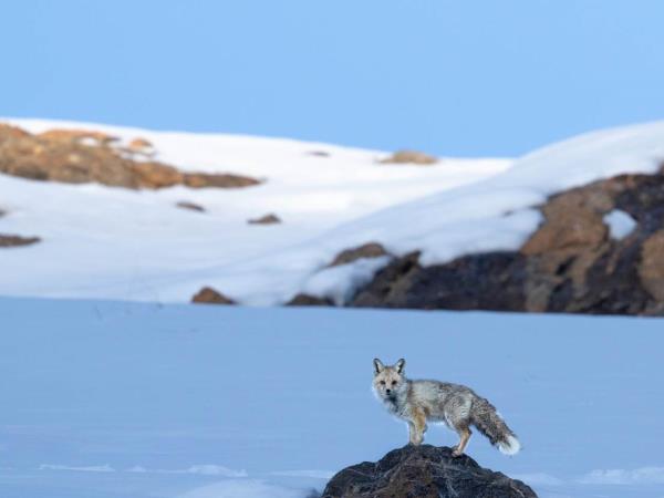 Snow leopards of Spiti trekking tour, India