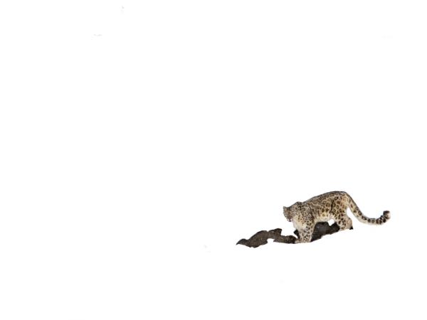 Snow leopards of Spiti trekking tour, India