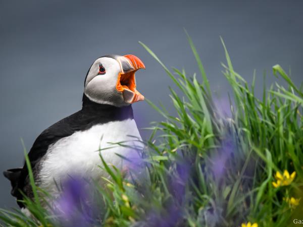Scotland private charter sailing vacations