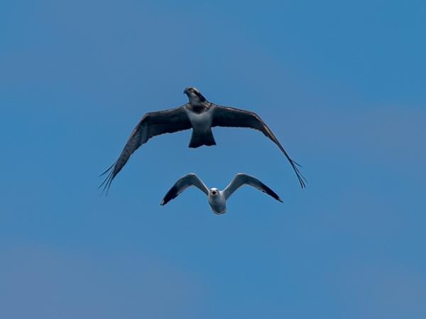 Scottish Hebrides guided wildlife tour
