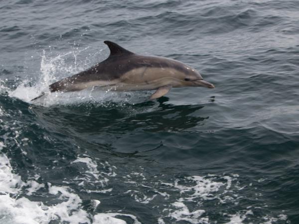 Scottish Hebrides guided wildlife tour